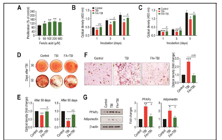 방사선 조사에 따른 골수유래 줄기세포의 증식(A-C), 골세포 분화(D, E) 및 지방세포 분화에 대한 ferulic acid의 생리활성 효능 및 기작(F-G).