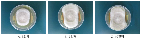 E. americana GSMHB22 버섯균사 대치배양에 따른 생육모습