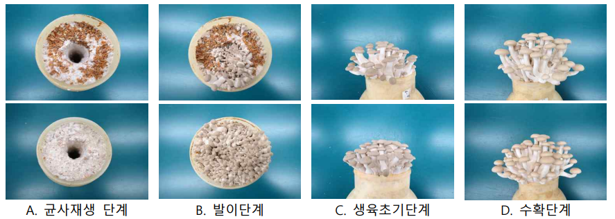 E. americana GSMHB22 처리에 따른 단계별 느티만가닥버섯 생육 모습 (상, 처리; 하, 무처리)