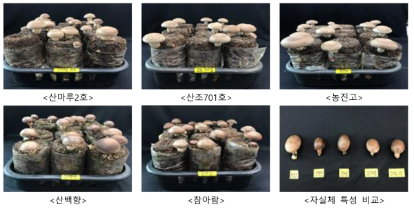 표고버섯 품종별 자실체 특성