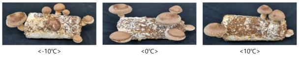 표고버섯 완성형 배지의 선적 온도처리별 자실체 생육
