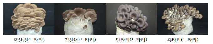 느타리버섯류 생육상황