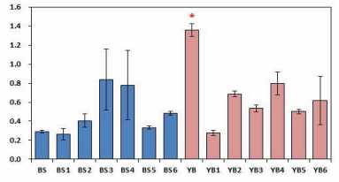 BS와 YB배지 조성별 균체량 비교