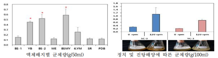 큰느타리 액체배지 및 배양방법에 따른 균체량 평가