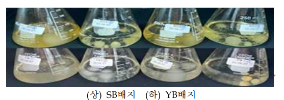 SB 및 YB 배지 혼합조성별 균체형성 모습