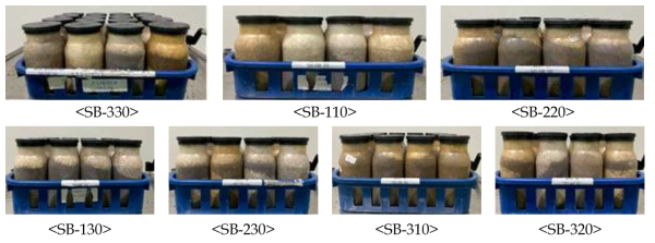 큰느타리 SB배지 혼합비율별 배양력 테스트
