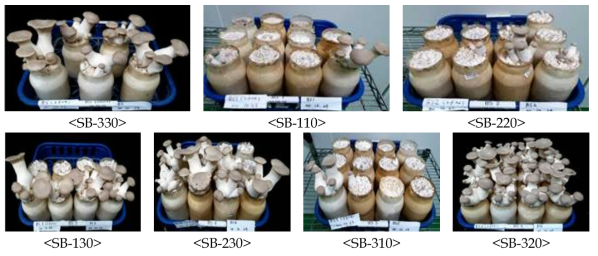 큰느타리 SB배지 혼합비율별 수량 및 자실체 특성평가