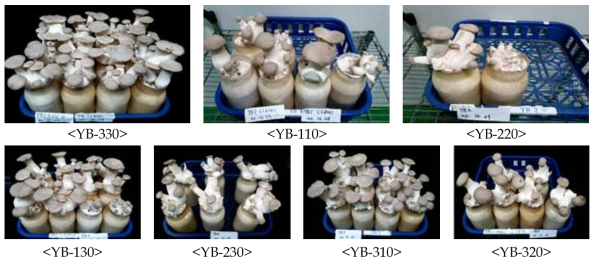 큰느타리 YB배지 혼합비율별 수량 및 자실체 특성평가