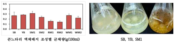 큰느타리 액체배지 조성별 균체량 및 균형태 비교