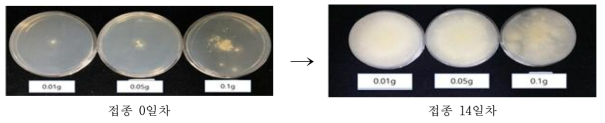 분말종균 처리량에 따른 PDA배지 내 균사생장 정도