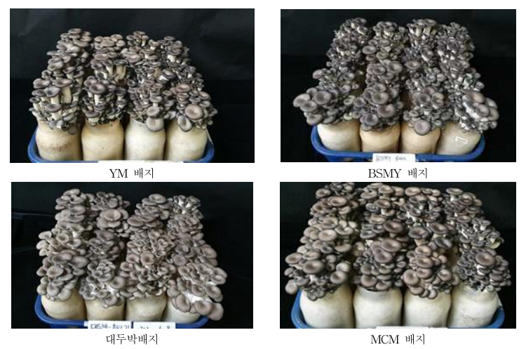 선발된 액체종균의 ‘솔타리’ 품종 톱밥병재배 시 자실체 형태
