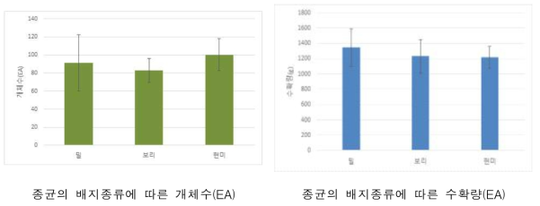 종균의 곡립배지 종류에 따른 개체수(좌), 수확량(우)