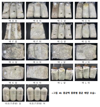 종균백 종류별 종균 배양 모습