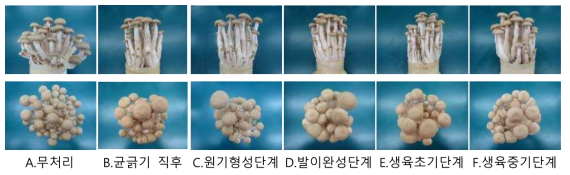 단계별 고깔처리에 따른 자실체 모습