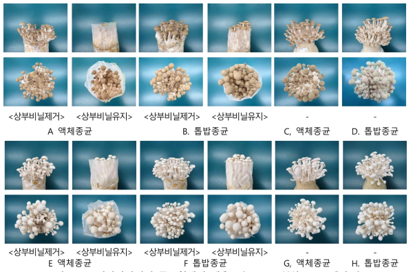 느티만가닥버섯 종균형태별 생육모습 (A-D, 햇살; E-H, 백만1호)