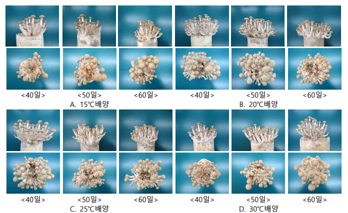 느티만가닥버섯 봉지배지 배양온도 및 기간별 생육모습 (상부비닐 게거)