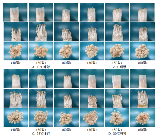 느티만가닥버섯 봉지배지 배양온도 및 기간별 생육모습 (상부비닐 유지)