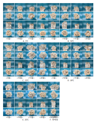 티만가닥버섯 50일 배양배지 대상 온도별 저장기간에 따른 생육모습