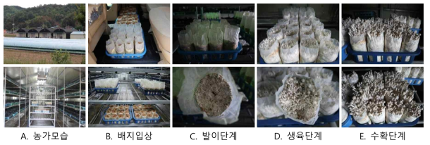 느티만가닥버섯 봉지지 농가실증 모습