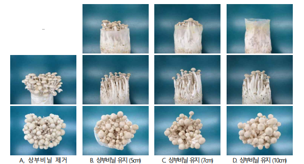 느티만가닥버섯 봉지배지 처리형태별 농가생육 모습