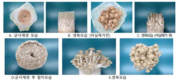 느티만가닥버섯 베트남 수출배지 국내생육 모습