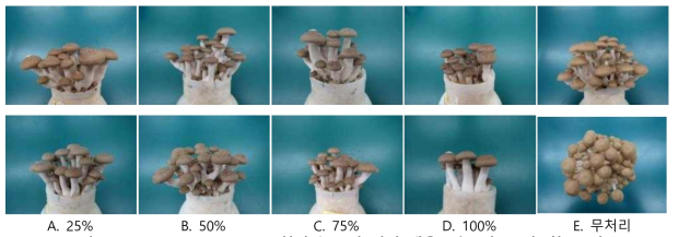 P. brevicompactum 처리 농도별 버섯 생육모습 (상, 포자; 하, 균사)