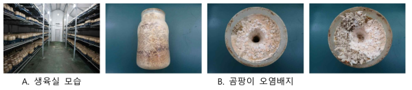 농가수집 느티만가닥버섯 오염배지 모습