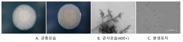 T. ovalisporumJWMHF43 균사 및 현미경 특성