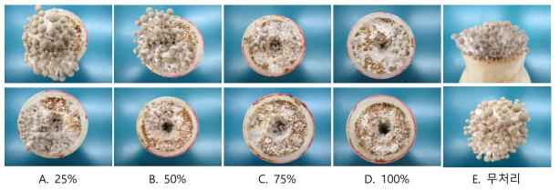 분리곰팡이 대상 감염수준별 버섯 생육모습 (상, 포자; 하, 균사)