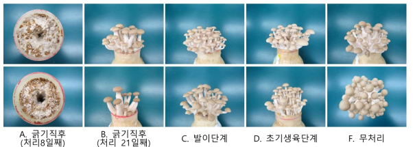 느티만가닥버섯 생육단계별 T. ovalisporum 처리에 따른 수확시기 생육모습 (상, 포자; 하, 균사)