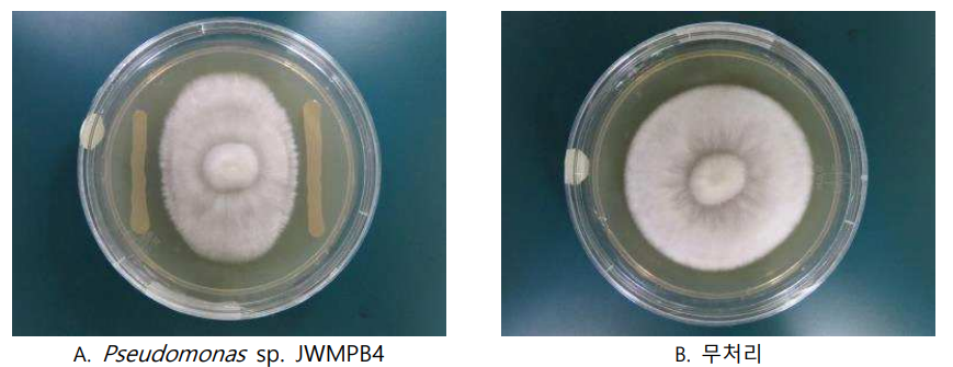 병원유발 미생물 대치배양에 따른 버섯균사저해 모습