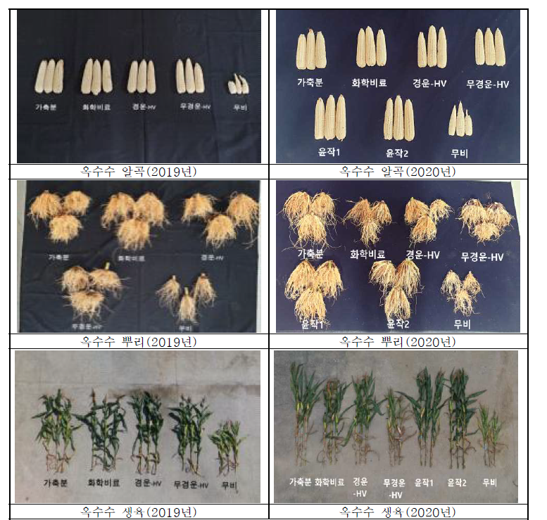 수확 후 옥수수 수수 생육 특성
