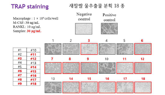 고동도의 새찰쌀 물추출물 재분획물의 파골세포 형성 억제 활성.