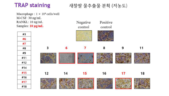 저농도의 새찰쌀 물추출물 재분획물의 파골세포 형성 억제 활성.