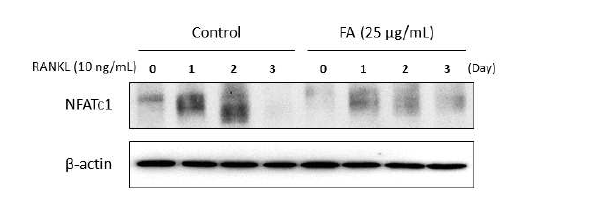 NFATc1 단백질 발현에 미치는 FA의 영향