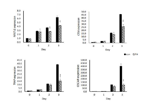 파골세포 분화에 관련된 유전자의 mRNA 발현에 미치는 TH 영향 (*: control 그룹과 대조)
