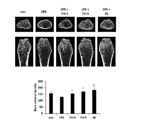 LPS 마우스 모델에 미치는 TH의 영향 (*: LPS 그룹과 대조)
