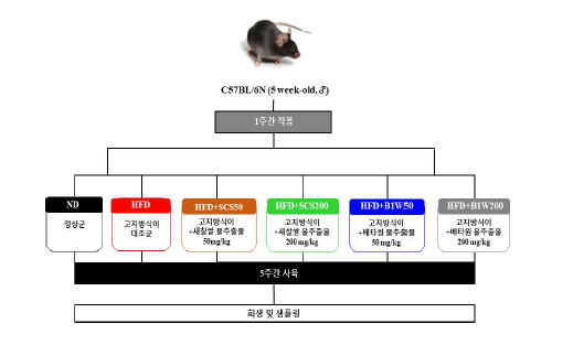 맥류추출물의 항비만 동물실험 설계