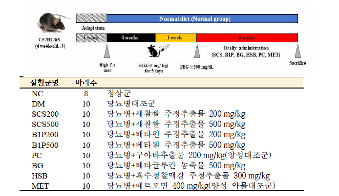 맥류 추출물의 항당뇨병 동물실험 설계