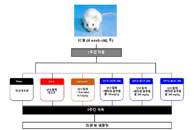 맥류추출물의 뼈건강 동물실험 설계