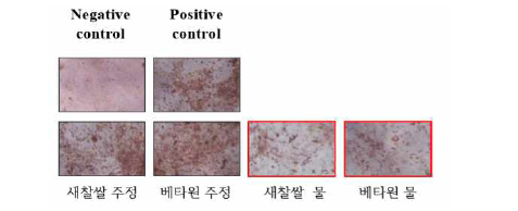 맥류 추출물(100 μg/mL)의 3T3L-1 세포 분화 억제 효과.