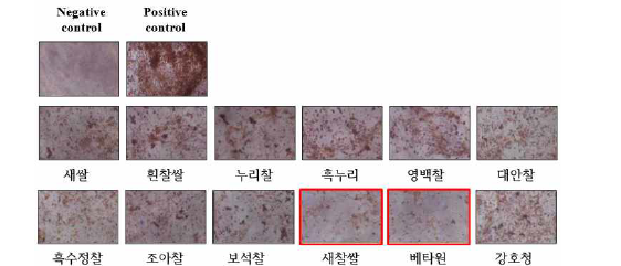 맥류 물추출물(10 μg/mL)의 3T3L-1 세포 분화 억제 효과.