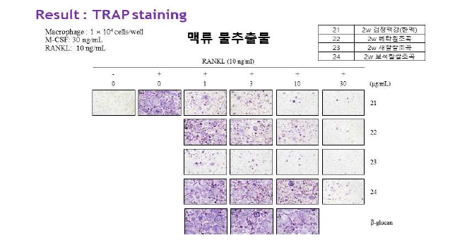 맥류 물추출물의 파골세포 형성 억제 활성.