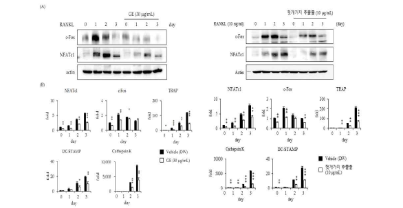 GE(좌)와 헛개가지 추출물(우)의 파골세포 형성 억제 메카니즘. 단백질 발현(A)와 유전자 발현(B). *p＜0.05, **p＜0.01, ***p＜0.001.