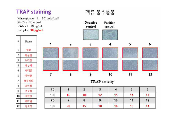 맥류 물추출물(30μg/mL)의 파골세포 형성 억제 활성.