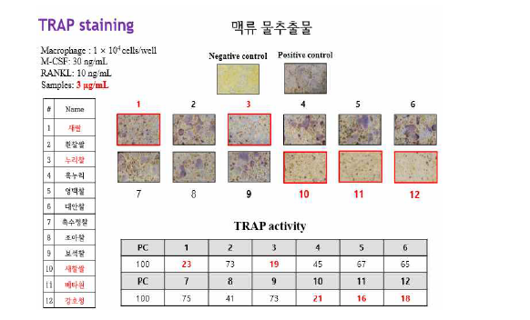 맥류 물추출물 3μg/mL 농도에서 파골세포 형성 억제 활성.