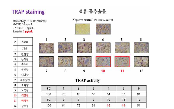 맥류 물추출물 1 μg/mL 농도에서 파골세포 형성 억제 활성.