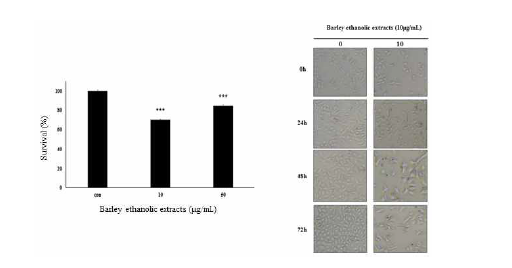 세포 성장 억제 확인. A-549 세포를 DMSO (대조군)와 함께 배양하고 현미경으 로 관찰하였음. 실험결과는 평균±표준오차로 표기하였으며, 대조군과 비교시 ***p＜0.001로 표기 하였음.