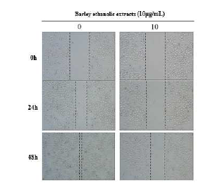 Barley 주정추출물이 세포 이동에 미치는 영향. 세포 이동은 wound healing assay를 이용하여 측정하였음.