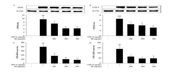 LPS로 자극한 RAW264.7 대식세포에서 SE의 iNOS와 COX-2의 단백질(A, B) 및 유전자 발현(C, D) 억제 효과. 결과 값은 3번의 독립적 실험결과를 평균±표준오차로 표기하였음. LPS 무처리군과 비 교시 ##p＜0.01, ###p＜0.001, LPS 단독 처리군과 비교시 *p＜0.05, **p＜0.01로 표기하였음.